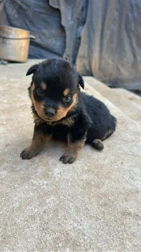 Rottweiler Puros cabeça de touro