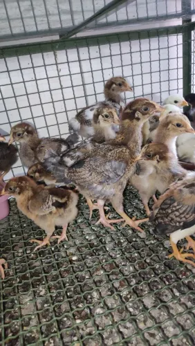 Pintinhos gsb balão puro