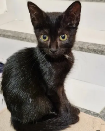 Gatinho preto para adoção 