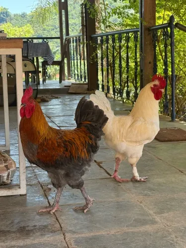 Marans ovos