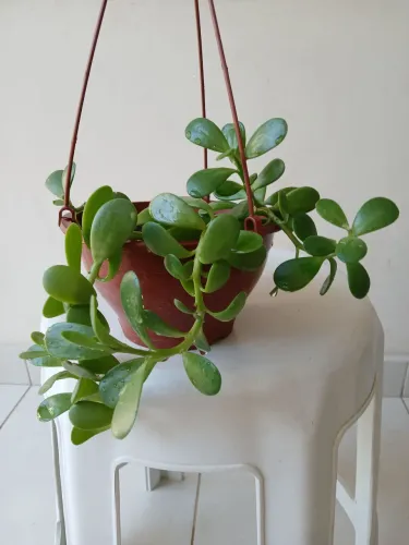 Planta Jade Pendente.