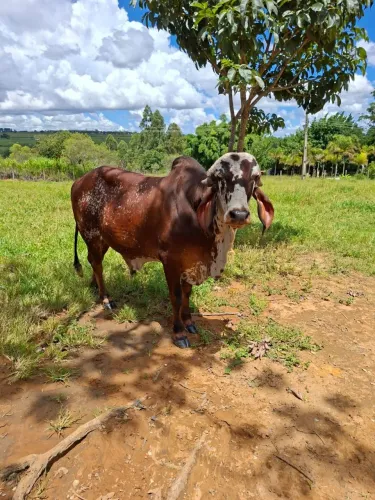 TOURINHO GIR PO