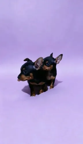 Pinscher machos