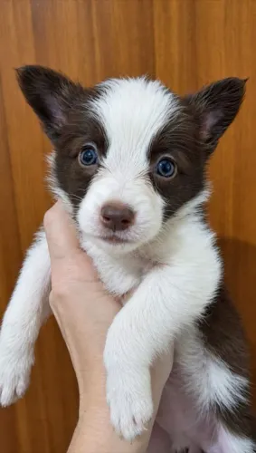 FILHOTES DE BORDER COLLIE - CANIL RUCAM - UKCB