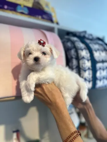 maltesa encantadora  e linda