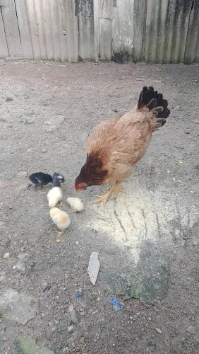 Vendo Galinha e 5 pintinhos