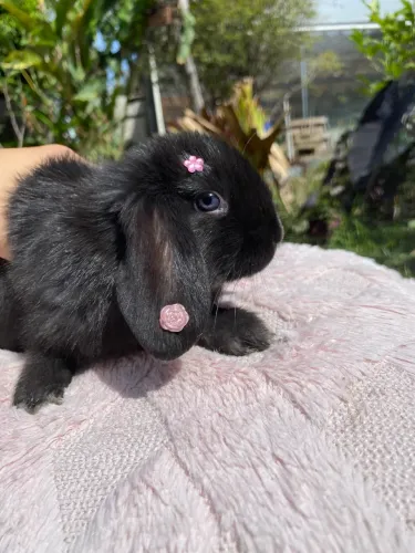 Coelho Mini Lop filhotes