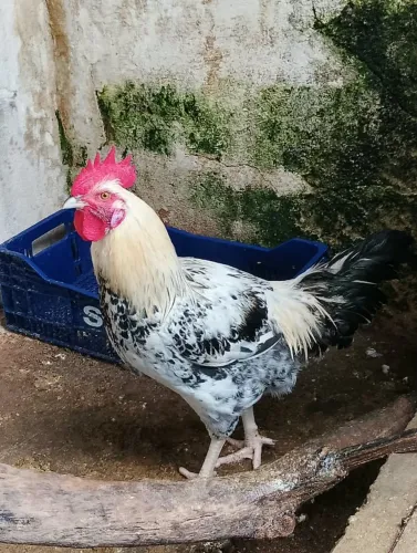 Galos caipira