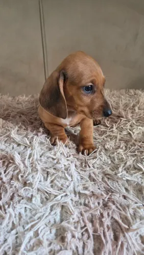 Filhote dachshund 