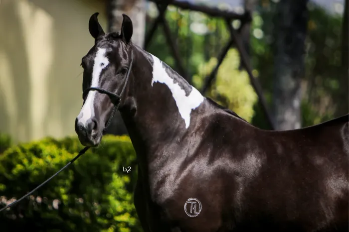 Égua Mangalarga Marchador