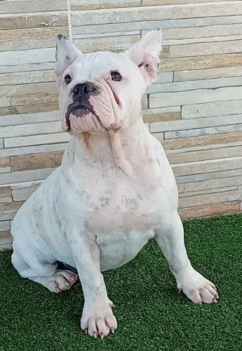 Fêmea exótic Bully micro 