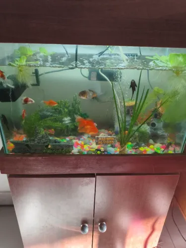 Aquário 60 litros