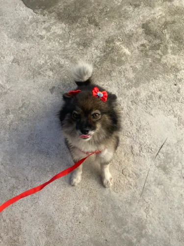 Lulu da Pomerânia Fêmea - 5 Anos (Vacinas em Dia)