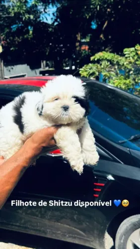 Filhote de Shih Tzu por 1.000,00