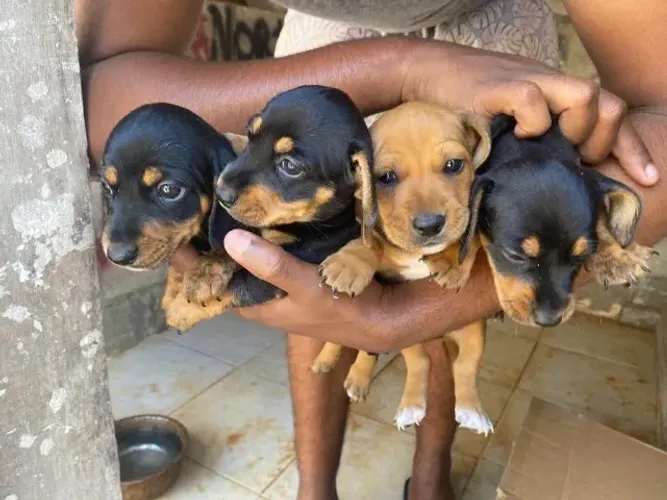 SALSICHINHA X PINSCHER