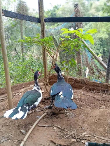 Casal de pato