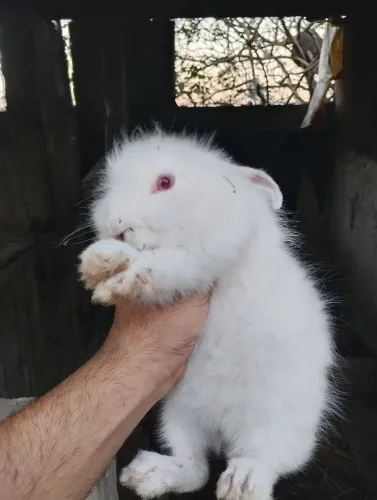 Lion coelho