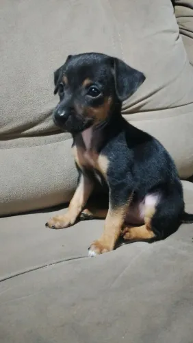 Vende-se um cachorro pinscher procurando por um dono
