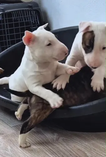Filhotes de bull terrier