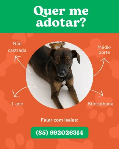 Adotando cachorra bricalhona