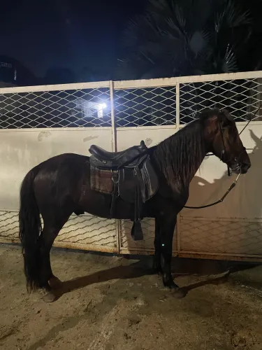 Vendo cavalo Alazão