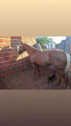 Cavalo capado de esquerda com 7 anos (puro sem documento)