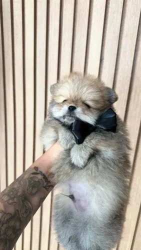 Lulu micro macho 