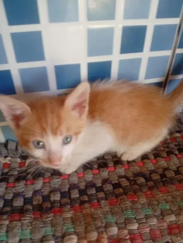 Doacao de gatinhos
