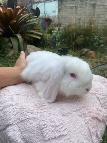 Coelho Mini fuzzy Lop filhote 