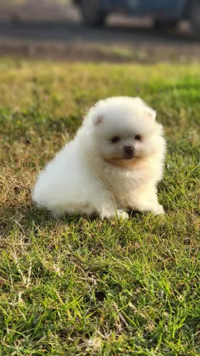 Lulu da pomerania 