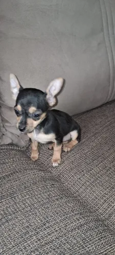 Lindo filhote de pinscher machinho 