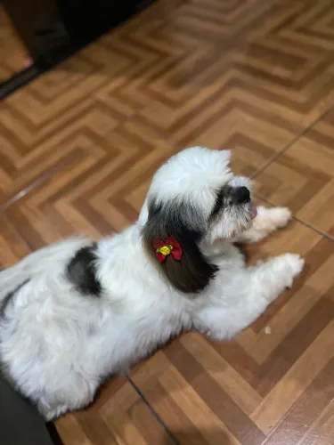 Cachorro Shitzu