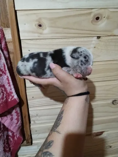 American bully 