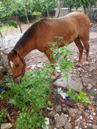 Cavalo