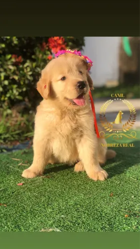 Golden Retriever de Alto Padrão @CanilNobrezaReal