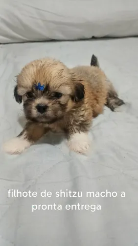 Filhote de shitzu macho