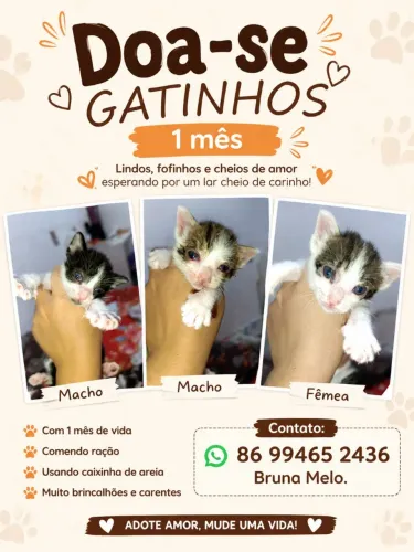 Gatinhos para adoção