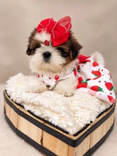 Shih tzu fêmea disponível