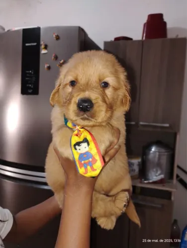 Golden Retriever filhotes bem cuidados disponíveis