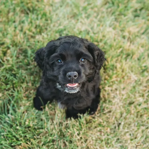 Filhote Cocker spaniel, Dê Um Lar e Ganhe Uma Companhia Para a Vida Toda!