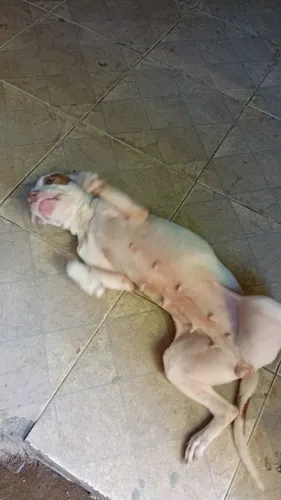 Pitbull