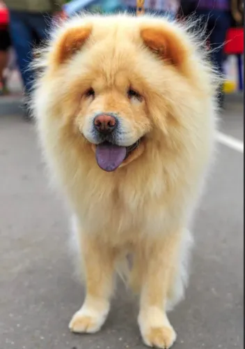 Vendo cachorro chow chow machou
