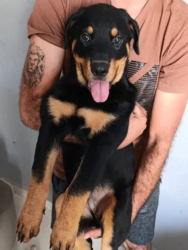Filhote de Rottweiler com 3 Meses à Venda ? | Lindo, Forte e Saudável R$ 1.000 