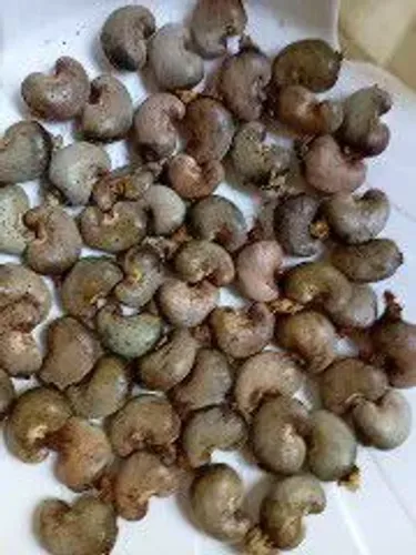 Vendo castanha de caju, 5 reais o litro 