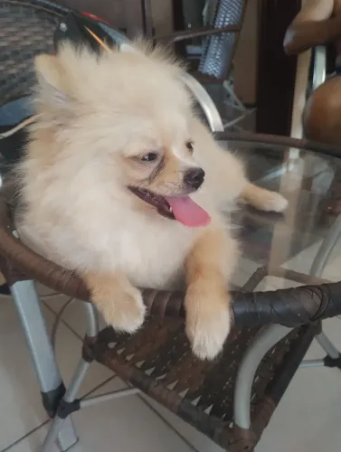 Linda e perfeita filhote de Spitz alemão