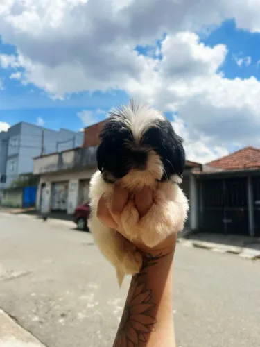 Filhote shih tzu, Seu lar está pronto para receber mais amor?