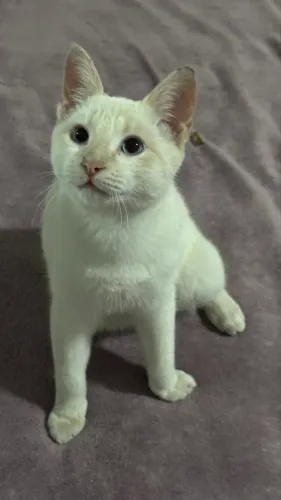 Adote um amigo gatinho! 