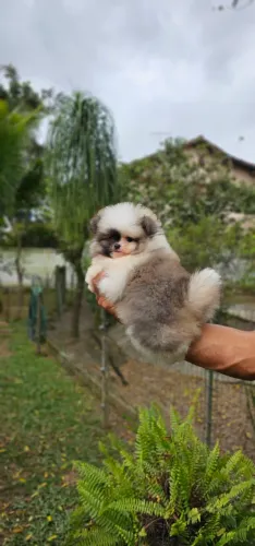 Luluzinho lindo macho muito pelo excelente linhagem