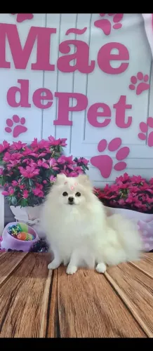 Spitz alemão Branca Mini 