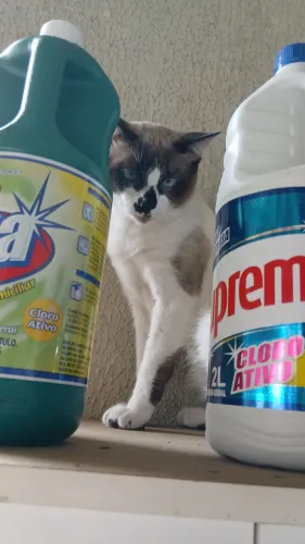 Doa-se 2 gatos machos,com 1 ano de idade